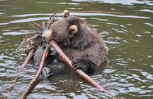 Sitka Shore Excursion: Bears, Raptor Center, & Totem Park Tour (Small Group)