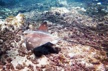 Snorkeling in Gran Canaria with Hotel Pick-up