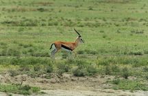 2 Days Taita Hills Game Sanctuary Saltlick Lodge