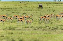 2 Days Taita Hills Game Sanctuary Saltlick Lodge