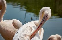 1 Day Lake Naivasha & Hell's Gate National Park Tour