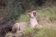 Chobe Day Trip Botswana