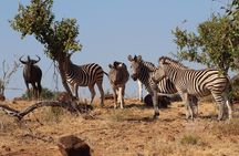 Game Drive And Rhino Walk