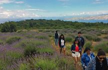 Hvar Lavender Tour