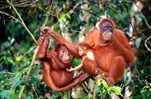 Wildlife & Wonders: Orang Utan Island + Perak Cave Temple Tour
