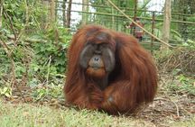 Wildlife & Wonders: Orang Utan Island + Perak Cave Temple Tour