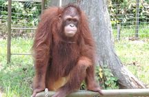 Taiping & Orang Utan Island Day Tour from Kuala Lumpur