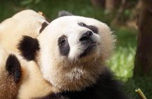 Private Full-Day Tour: Chengdu City Highlights