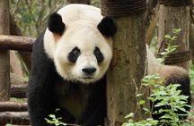 Private Full-Day Tour: Chengdu City Highlights