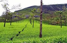 Explore Munnar Day Trip From Cochin ( By Munnar Info)