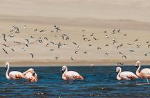 Private Full-Day Paracas Reserve and Ballestas Islands from Lima