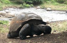 Giant Tortoise Reserve - Lava Tubes ( Private Tour )
