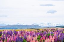 Day Tours from Mount Cook