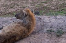 3 Days Tsavo East, Taita Hills Saltlick and Amboseli Kenya Safari