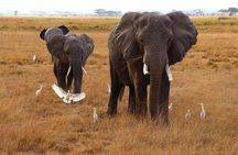 3 Days Tsavo East, Taita Hills Saltlick and Amboseli Kenya Safari