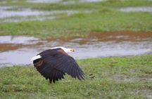 4 Days Mombasa Safari – Tsavo West, Amboseli & Tsavo East National Parks