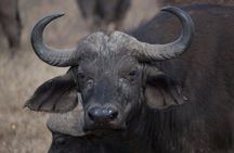 4 Days Mombasa Safari – Tsavo West, Amboseli & Tsavo East National Parks