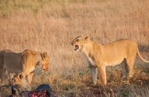 4 Days Mombasa Safari – Tsavo West, Amboseli & Tsavo East National Parks