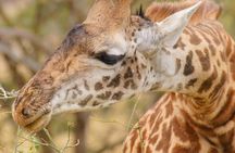 3 Days Masai Mara National Reserve Safari