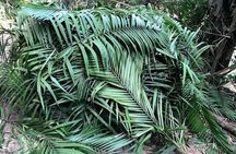  The Ultimate Hiker’s Choice - 5 days forest trek with homestay and camping