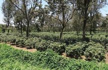 Visit Arusha Coffee Plantation Day Tour