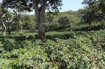 Visit Arusha Coffee Plantation Day Tour