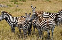 3 days Masai Mara National Reserve Shared Safari