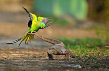 3-Day Private Golden Triangle and Bird Watching Tour from Delhi