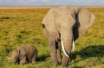 3 Days Amboseli National Park safari