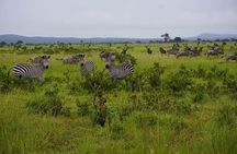 4 Days Mikumi & Udzungwa National Parks Safari