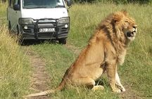 3 days Masai Mara wildebeest Migration Budget Safari 
