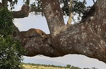 3 days Masai Mara wildebeest Migration Budget Safari 