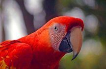 Mayan Eden Eco Wildlife Park, City Tour & Private Transfer