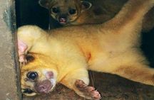 Mayan Eden Eco Wildlife Park, City Tour & Private Transfer