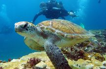 Half-Day Diving in Sal