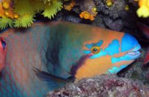 Snorkeling Tour