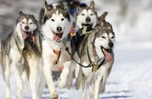 Husky Dog Sledding Tour From Riga