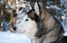 Husky Dog Sledding Tour From Riga