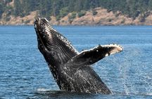Victoria Marine Wildlife Tour