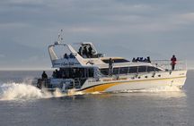 Victoria Marine Wildlife Tour