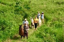 Llama/Alpaca Hike and Farm Tour