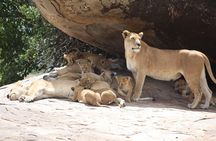 2 Day Tanzania Luxury Safari