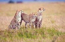 4 Day Tanzania Luxury Safari