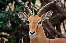2 Day Tanzania Luxury Safari