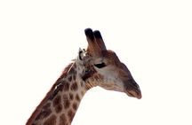 Kruger National Park Full Day Safari Tour