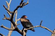 Kruger National Park Full Day Safari Tour