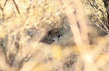 Kruger National Park Full Day Safari Tour