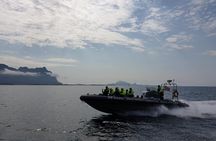 Trollfjord and Sea Eagle Safari Tour from Svolaer