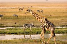 Chobe National Park Full Day Safari (Botswana)