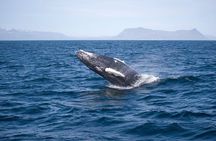 ATV & Whale Watching Full day adventure in Reykjavik